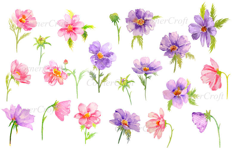 watercolor clipart, pink and purple cosmos, daisy flowers