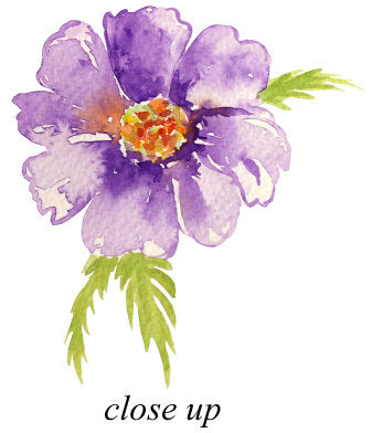 watercolor clipart, pink and purple cosmos, daisy flowers