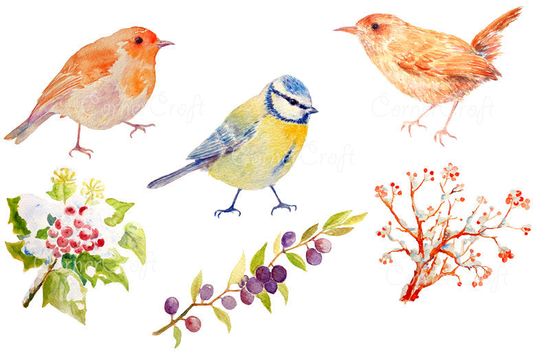 watercolor illustration of robin, blue tit, blue bird, wren