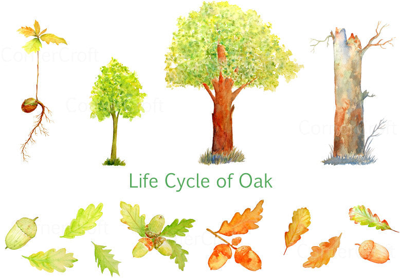 Watercolor clipart, Life cycle of Oak tree, oak seedling, sapling, mature tree, acorns, leaf instant download