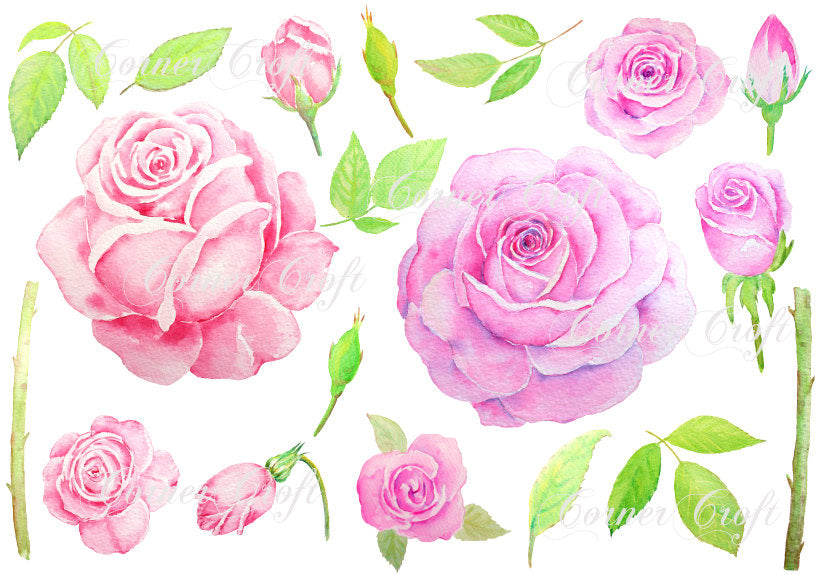 watercolor pink rose and purple rose illustration, botanical rose painting