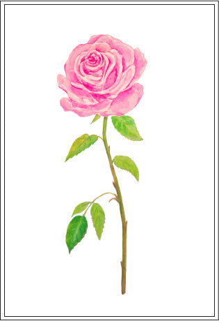 tea rose, pink rose, watercolor rose illustration, instant download 