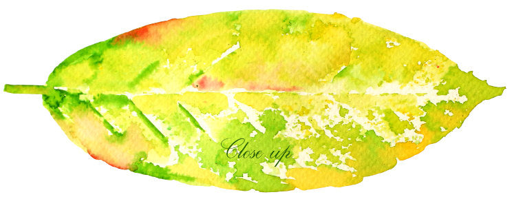 watercolour leaf illustration, stamp effect, bright leaf, instant download 