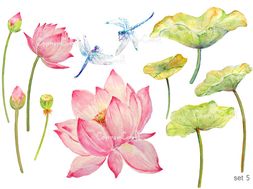 detailed watercolor pink lotus flowers, dragon fly, dragonfly, blue dragonfly 