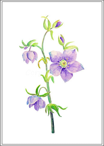 Watercolor hellebore flower clipart, hellebore branch, spring flower clipart