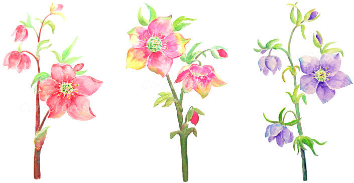 Watercolor hellebore flower clipart, hellebore branch, spring flower clipart