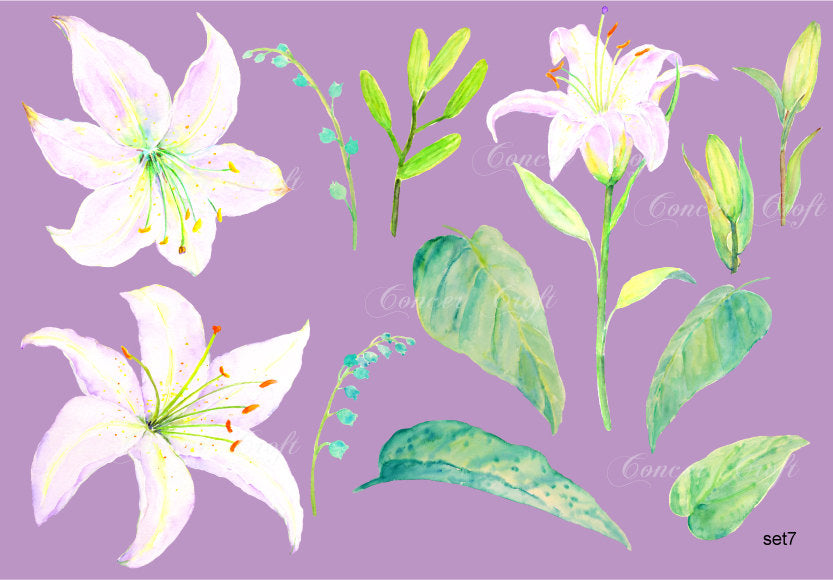 white lily illustration, white flower instant download 