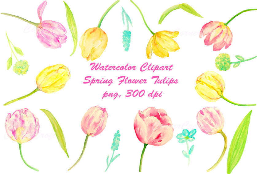 watercolor clipart spring flowers, tulip, pink and yellow tulips.
