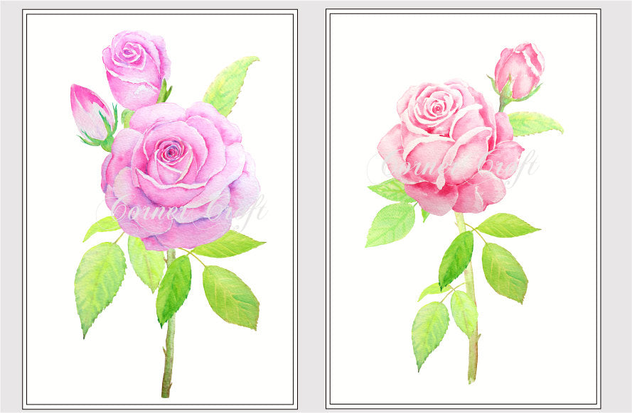 watercolor rose illustration, pink rose, purple rose, instant download 