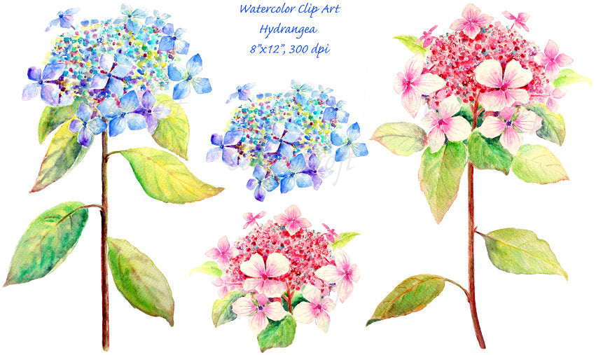 watercolor clipart blue hydrangea, pink hydrangea, botanical painting of hydrangea 