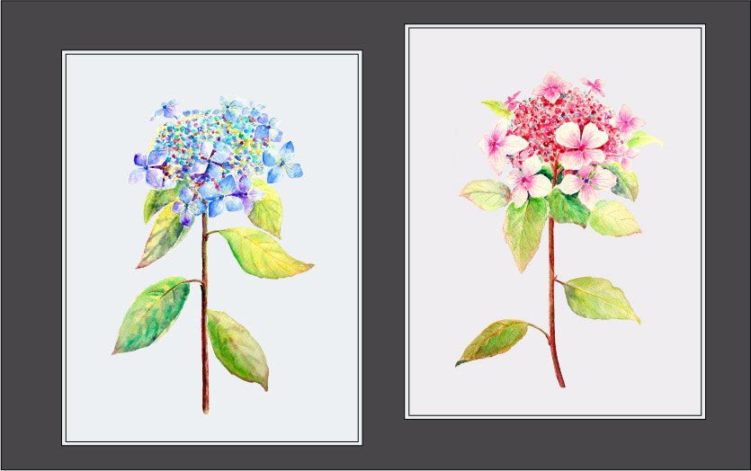 watercolor lacecap hydrangea, hydrangea illustration, digital download, digital file. 