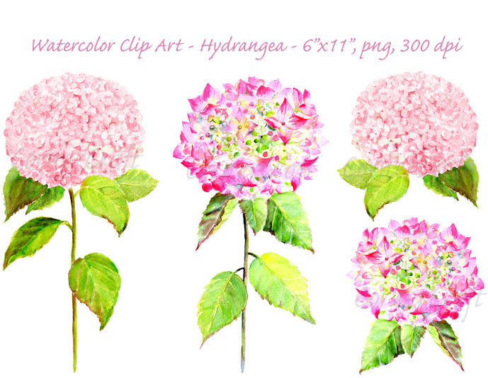 watercolor clipart pink hydrangea, pink flower, watercolour illustration, wall art, botanical painting 