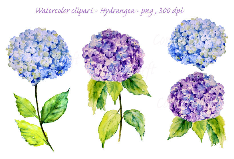 watercolor clipart, blue hydrangea, purple hydrangea, botanical illustration 