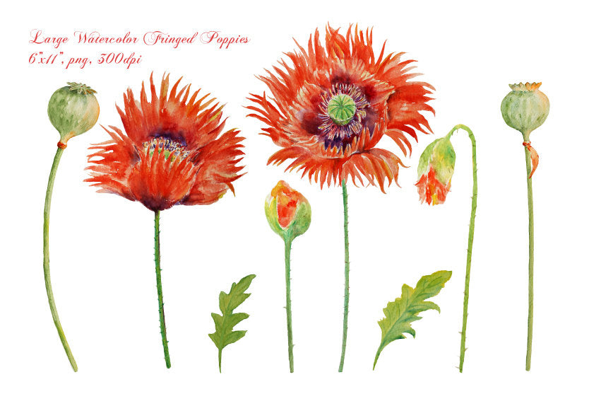 watercolor red poppy clipart, red poppies, botanical illustration 