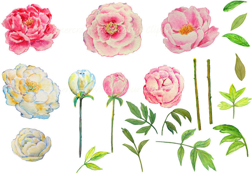 watercolor pink and yellow peony clipart, wedding clipart, wedding invitation graphics 