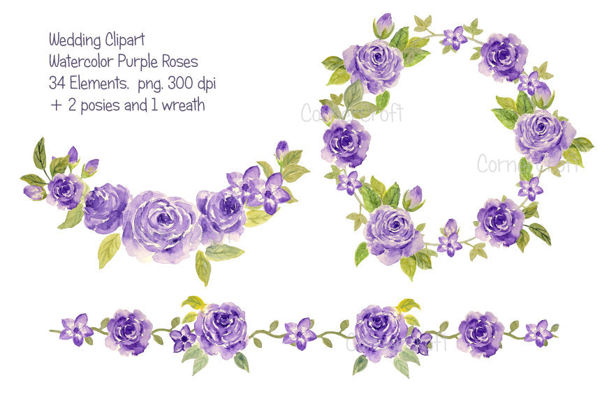 watercolor purple rose collection, purple roses, rose illustration 