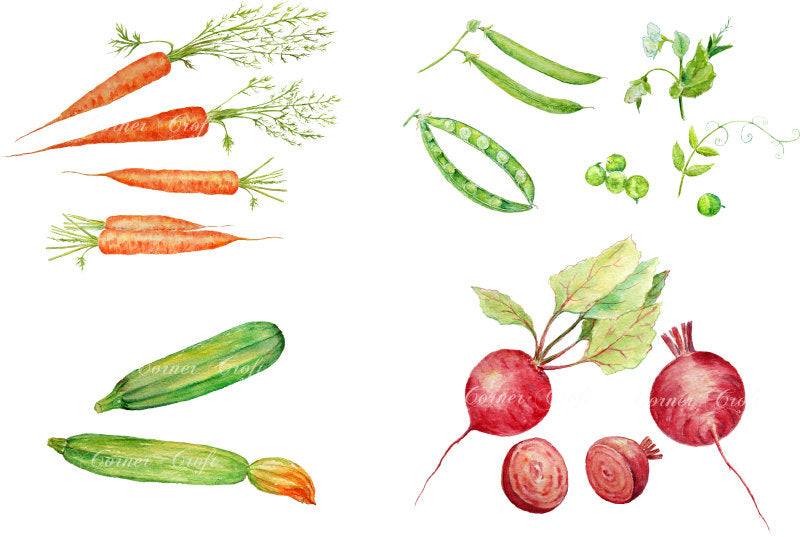 watercolor vegetable illustration, carrot, garden peas, courgette, beetroot  