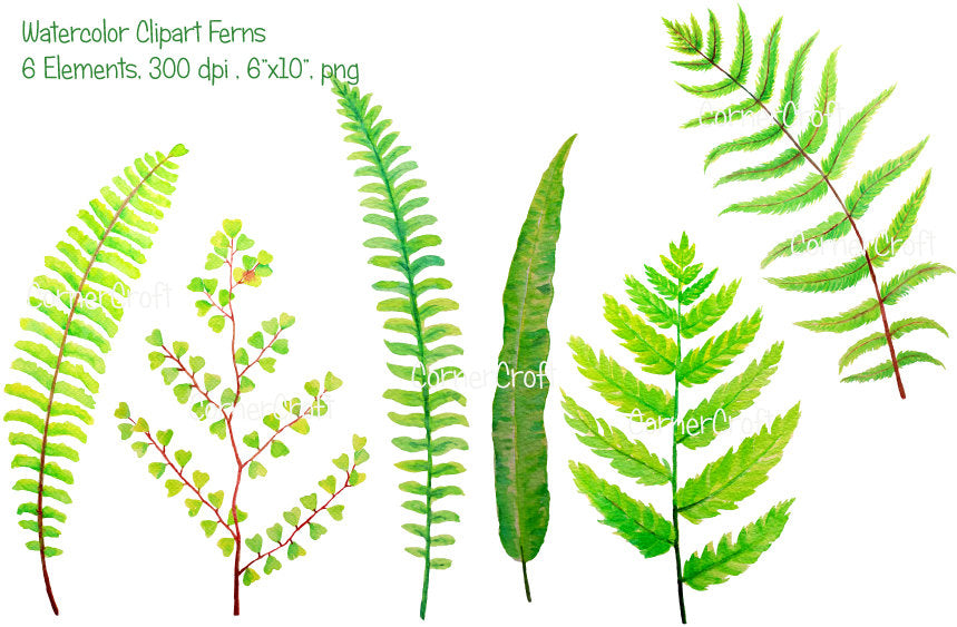watercolor illustration, grene leaf, fern illustration 