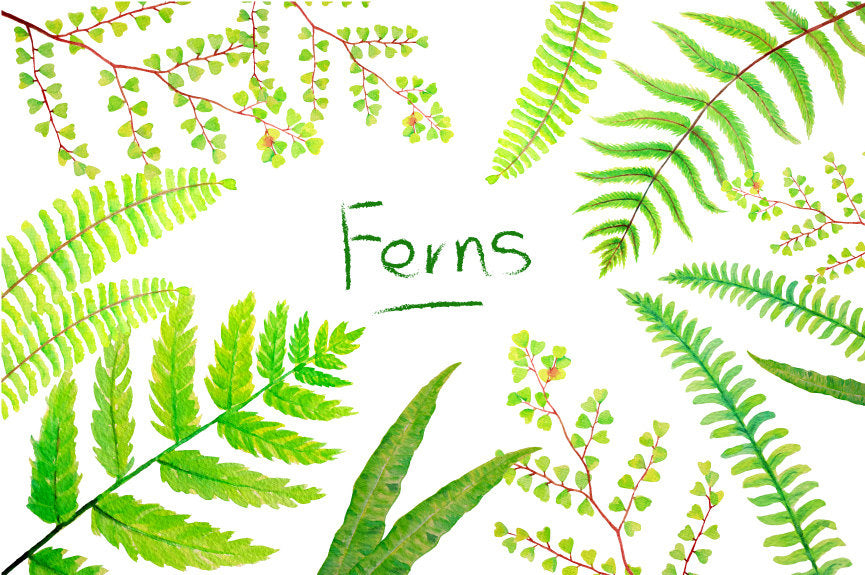 watercolor fern illustration, watercolour leaf, green leaf, leafy 