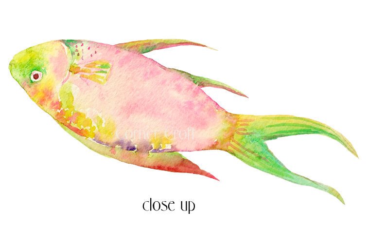 watercolour fish illustration, fish graphics, digital fish 