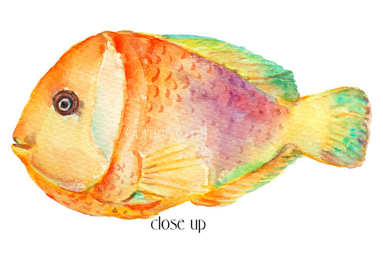 watercolor fish clipart, tropical fish illustration, corner croft artwork 