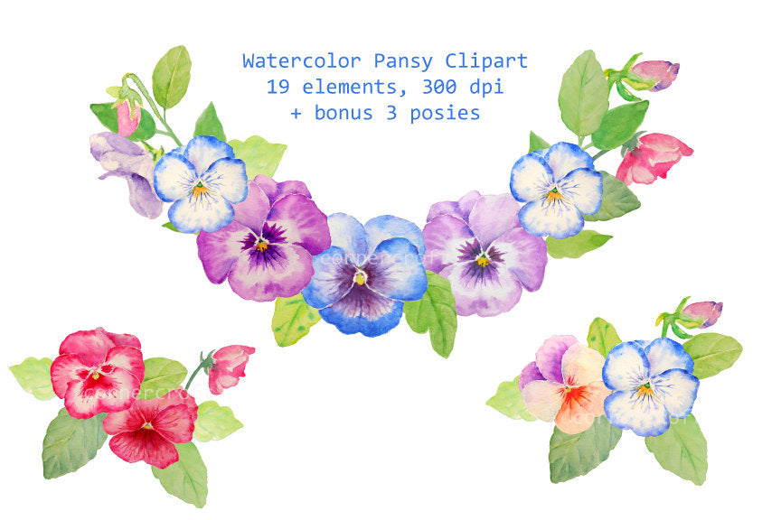 watercolor pansy clipart, pansy illustration, digital files