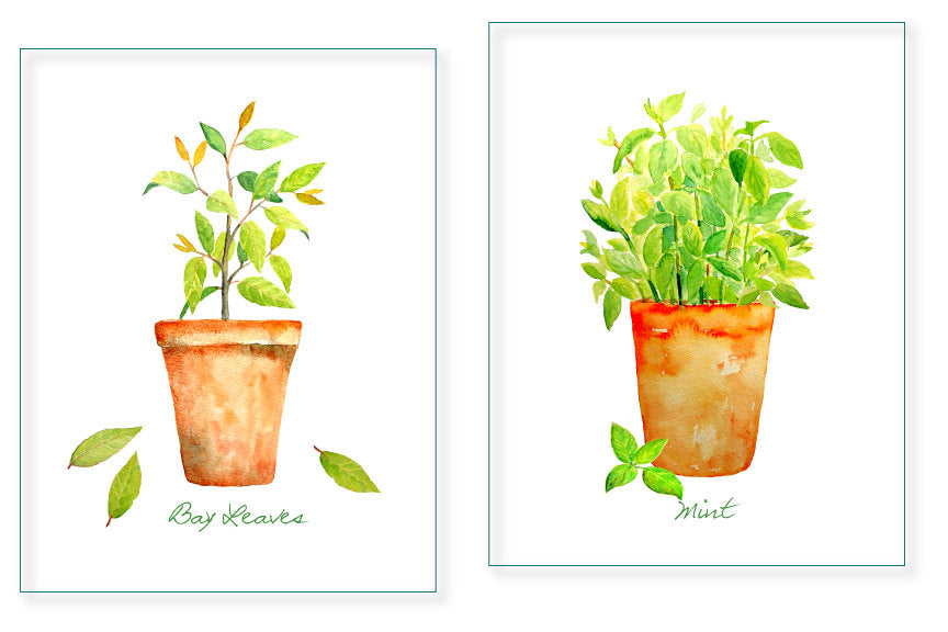 watercolor clipart mint, bay leaves and thyme in pots, pot herb botanical illustration