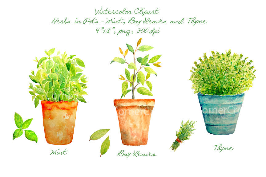 watercolor clipart mint, bay leaves and thyme in pots, pot herb botanical illustration