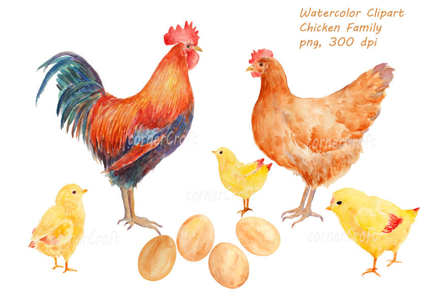 watercolor clipart chicken family, rooster, hen, eggs, chicks. bird illustration 