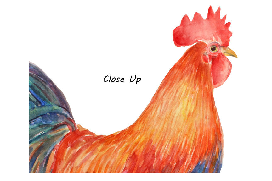 rooster close up, watercolor clipart, chicken family,