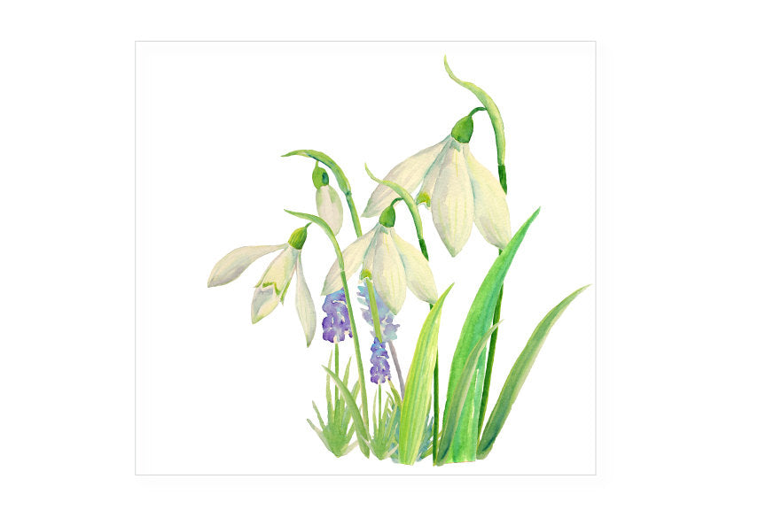 Watercolor Clipart Spring Flowers Snowdrops & Muscari