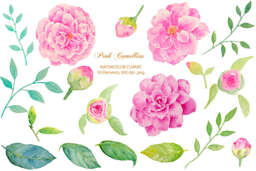 watercolor floral posy, pink camellia, botanical painting