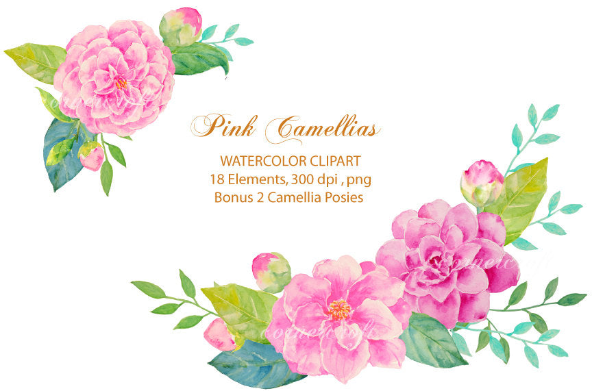 watercolor clipart pink camellia, detailed camellia flowers, pink flower illustration 