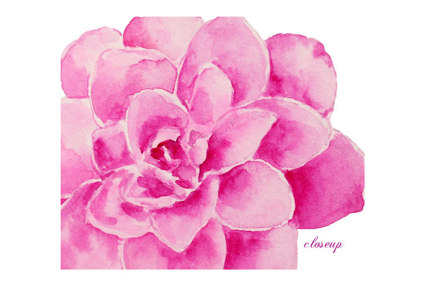 watercolor clipart pink flower, camellia illustration 