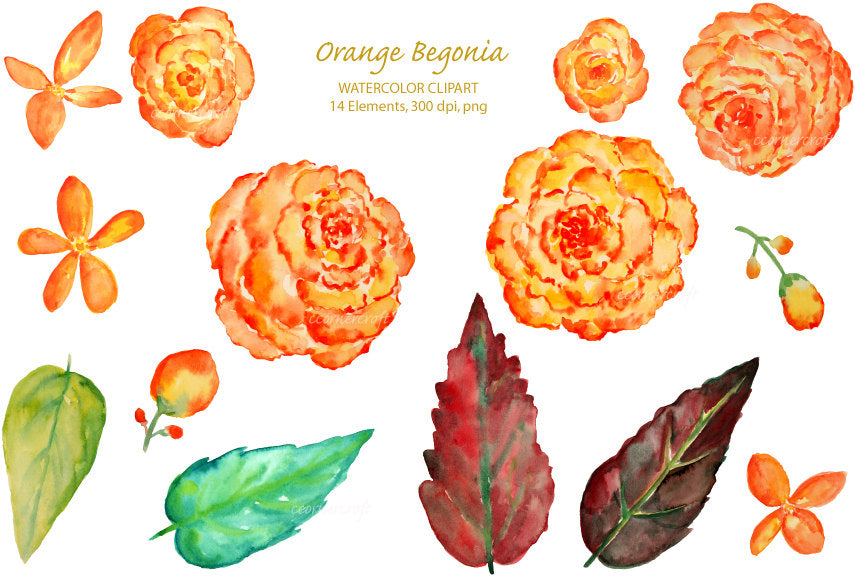 Watercolor Clipart - Orange Begonia printable instant download for  wedding invitations, greeting cards