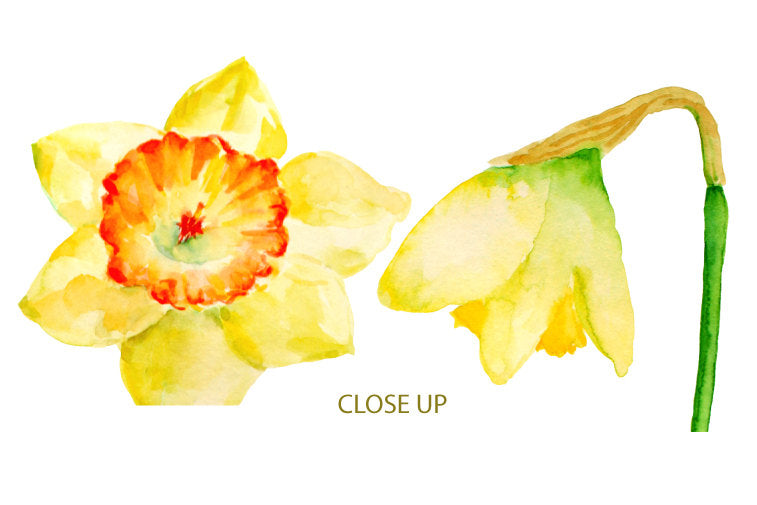 Watercolor spring flowers with long stem, spring bulbs, yellow flower illustration 