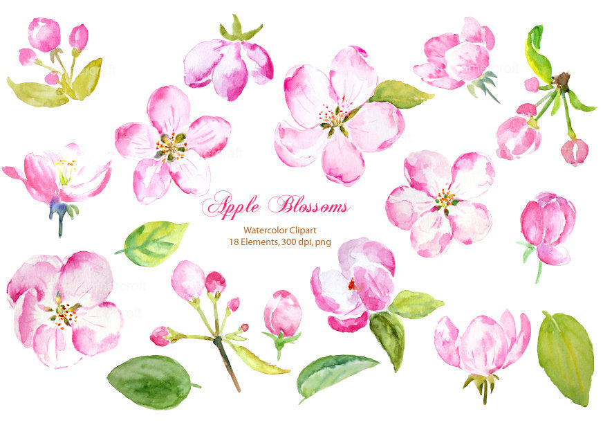 watercolor illustration apple flowers, apple blossoms, pink flower, apple flower elements, corner croft,