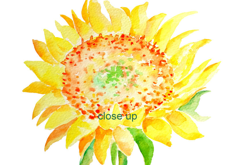 watercolor sunflower clipart, sunflower illustration, yellow flower clipart 