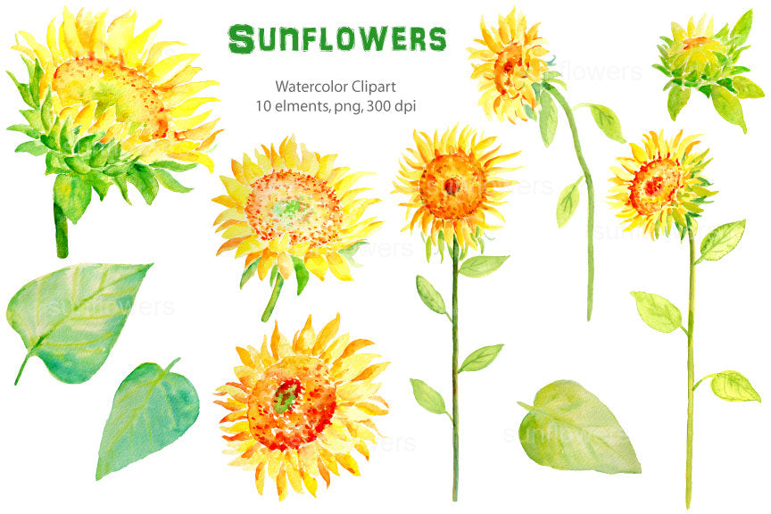 watercolor sunflower clipart, sunflower illustration, yellow flower clipart 