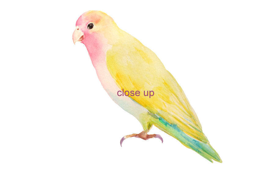 watercolor love bird, instant download 
