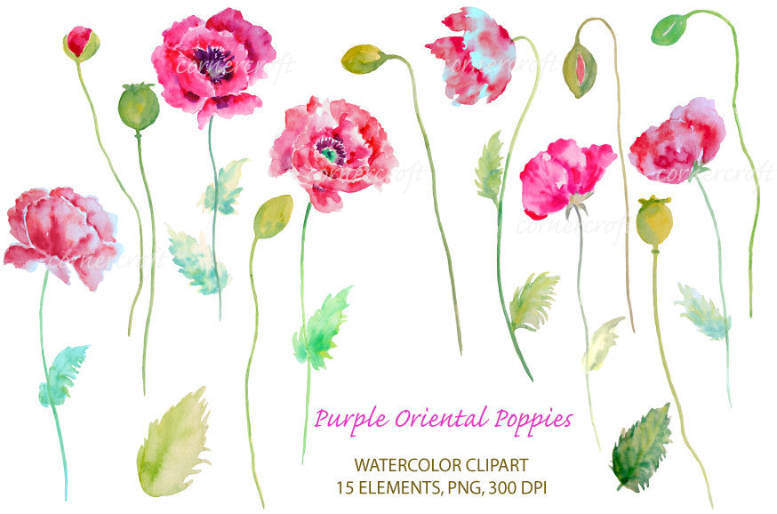 watercolor purple poppy clipart, purple oriental poppy illustration 