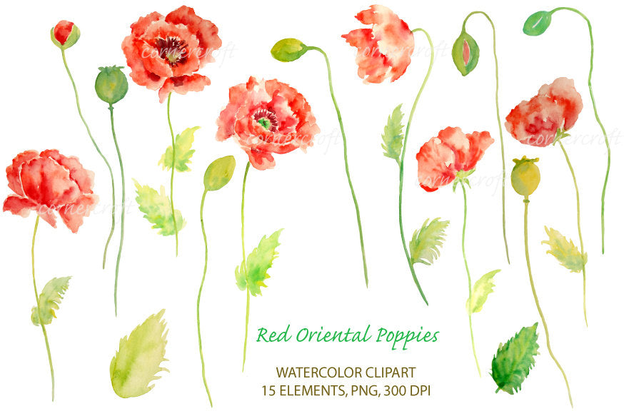 watercolor red poppy illustration, botanical poppy 
