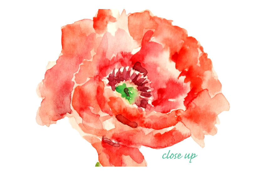red poppy clipart, watercolor poppy illustration 