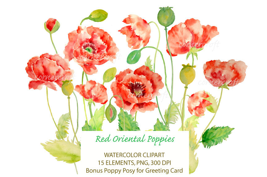 watercolor oriental red poppy illustration, botanical painting of poppies 