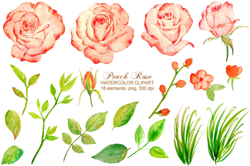 Hand painted watercolor peach roses, salmon pink roses, flower buds and leaves for instant download