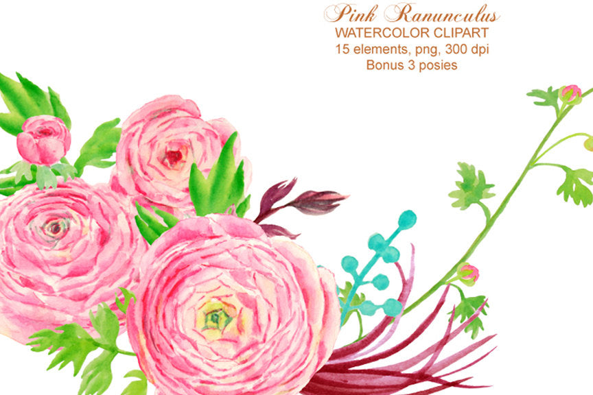 watercolor clipart pink ranunculus flowers, pink flower elements, ranunculus illustration 