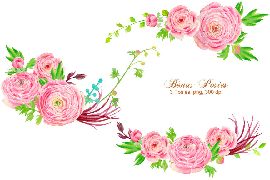 watercolor clipart pink ranunculus flowers, pink flower elements, ranunculus illustration 
