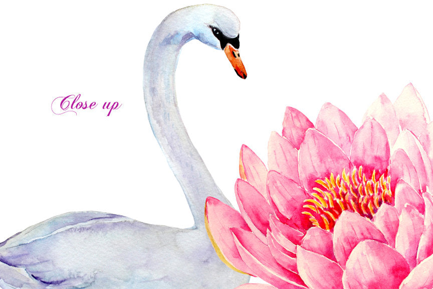 watercolor clipart water lily waterlily and white swan, instant download, wedding invitation 