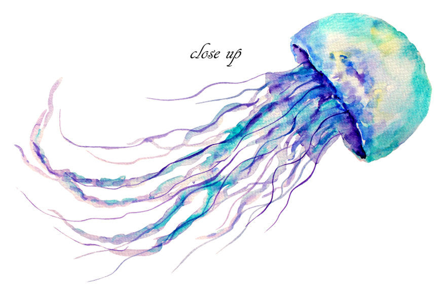 watercolour jellies, watercolor jellyfish, sea illustration, 