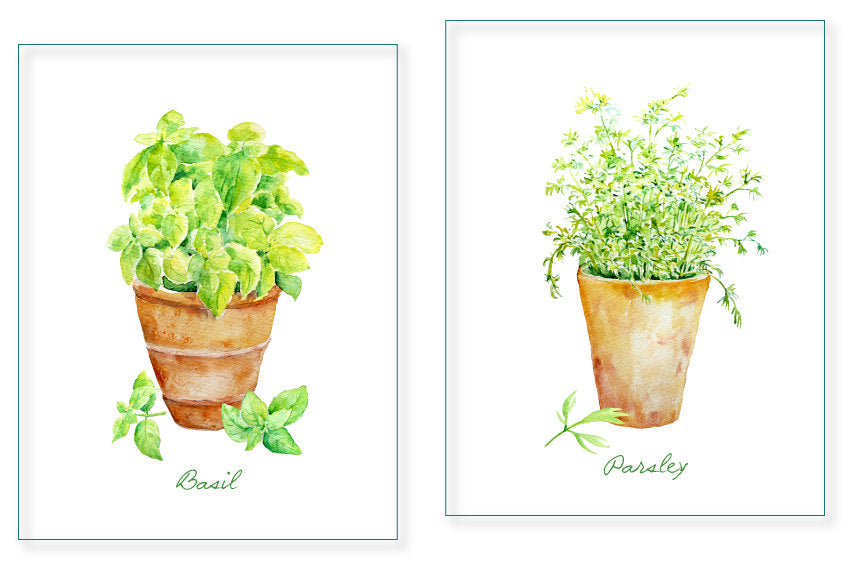 Hand painted watercolor herbs basil, sage and parsley in terracotta pots for instant download. 